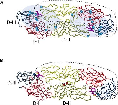 Frontiers | Defeat Dengue and Zika Viruses With a One-Two Punch of 